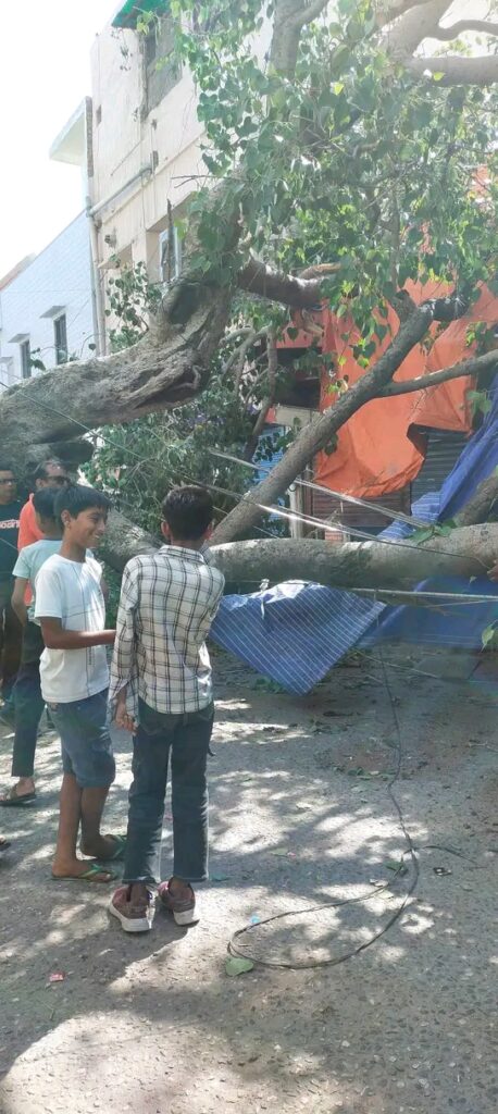 ज्वालापुर गांधी मार्केट में एक विशाल,जर्जर पीपल का पेड़ गिरा, बड़ा हादसा टला।