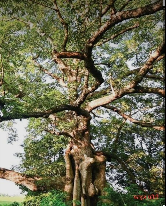 29 हरे पुराने वृक्षों की सार्वजनिक नीलामी 14 अक्टूबर को, न्यूनतम बोली 2.75 लाख रुपये निर्धारित।
